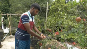 ছাদ বাগানে ১১ জাতের আনার চাষ, সফলতার স্বপ্ন প্রবাসফেরত যুবকের