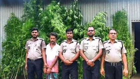 পাটক্ষেতের আড়ালে গাঁজা চাষ, গাছসহ মাদক &lsquo;ব্যবসায়ী গ্রেপ্তার&rsquo;