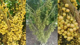 বিজয়নগরে লটকনের বাম্পার ফলন