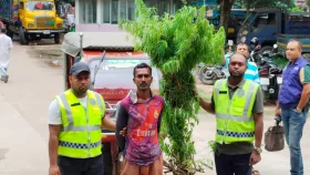 ঝিনাইদহে ৭টি গাঁজা গাছ উদ্ধার, যুবক আটক