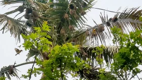তালগাছ ছেড়ে নারিকেল গাছে বাবুই পাখির সংসার