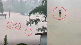 চীনে বন্যায় খামার থেকে ভেসে গেলো ৯০০ বিষধর সাপ