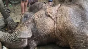 টেকনাফে পাহাড় থেকে পড়ে আহত &lsquo;মা&rsquo; হাতির মৃত্যু
