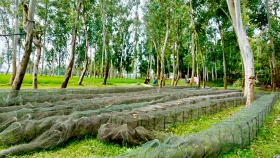উলিপুরে নিষিদ্ধ চায়না জালের অবাধ ব্যবহার, হুমকিতে মৎস্যসম্পদ