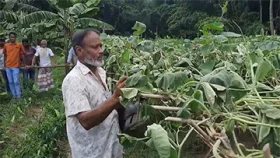 শৈলকূপায় কৃষকের ফলন্ত লাউ গাছ কেটে দিল দুর্বৃত্তরা
