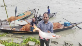 মেঘনায় জেলেদের জালে ধরা পড়ছে বড় বড় পাঙ্গাশ