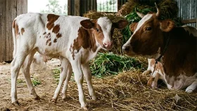 সাতক্ষীরায় ৬ পা বিশিষ্ট বিরল বাছুরের জন্ম