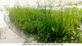 নিষিদ্ধ চায়না দুয়ারী জালে অবাধে নিধন হচ্ছে দেশীয় মাছ