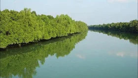 সুন্দরবনে থামছে না বন অপরাধ
