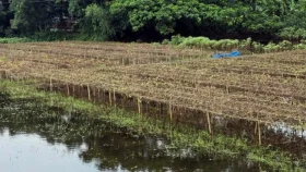 ভারী বর্ষণে টুঙ্গিপাড়ায় আগাম শীতকালীন সবজির ব্যাপক ক্ষতি