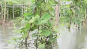 ভারী বর্ষণে টুঙ্গিপাড়ায় আগাম শীতকালীন সবজির ব্যাপক ক্ষতি