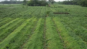 ভোলার চরফ্যাশনে জলাবদ্ধ জমিতে আধুনিক পদ্ধতিতে চাষাবাদ