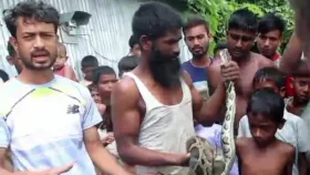 উলিপুরে লোকালয়ে ১০ ফুট লম্বা অজগর উদ্ধার