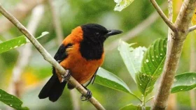 বিশ্বের অন্যতম বিষাক্ত পাখি 'হুডেড পিটোহুই'