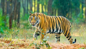 জলবায়ু পরিবর্তন ও খাদ্যসংকটে ভুগছে সুন্দরবনের বাঘ