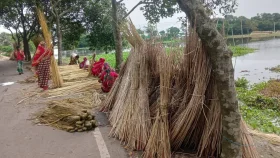 কটিয়াদীতে বেড়েছে পাটের আবাদ, ভালো দাম পেয়ে স্বস্তিতে কৃষকেরা