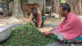 টানা বৃষ্টিতে ফরিদপুরে মরিচ চাষে বিপর্যয়