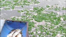 দুর্বৃত্তের বিষে মরলো পুকুরের মাছ