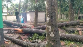 বানারীপাড়ায় টেন্ডার ছাড়াই স্বাস্থ্য কমপ্লেক্সের ১৪টি গাছ বিক্রি
