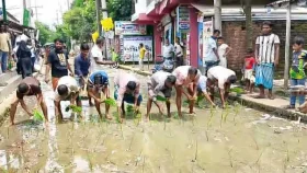কাজ ফেলে ঠিকাদার উধাও, সড়কে ধানগাছ লাগিয়ে প্রতিবাদ