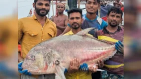 কুয়াকাটায় জেলের জালে ৫৪ কেজির তবল মাছ