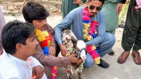পাকিস্তানে ১৮ লাখ রুপিতে বিক্রি বিরল প্রজাতির এক ছাগল!