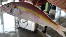 সমুদ্রে জেলের জালে ধরা পড়লো হলুদ সোনালি বাটা মাছ