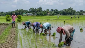 টুঙ্গিপাড়ায় পাটের মৌসুম শেষ, ধান চাষে ব্যস্ত কৃষক