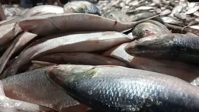 একসঙ্গে ধরা পড়েছে ৪৬ মণ ইলিশ, বিক্রি হলো কত?