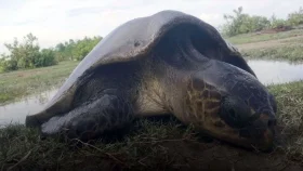 সন্দ্বীপে চরে আটকা পড়া বিরল কচ্ছপ ফিরলো সাগরে