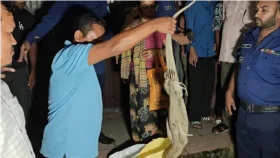 পাঁচ বস্তায় মিলল গুইসাপ, নারী আটক