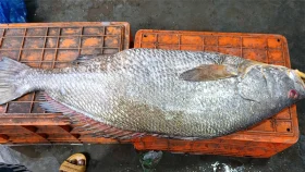 সাড়ে তিন লাখে বিক্রি হলো ২২ কেজির &lsquo;ধাতিনা ভোল&rsquo;