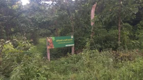 ন্যাড়া হয়ে যাওয়া পাহাড়ে ফিরেছে সবুজের সমারোহ