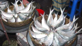 সাগরে বৈরী আবহাওয়ায় ইলিশের দাম আকাশ ছোঁয়া