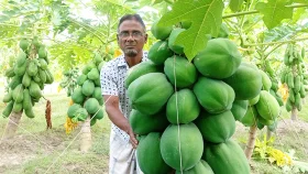 পেঁপে চাষে সফল পাঁচবিবির মোতালেব