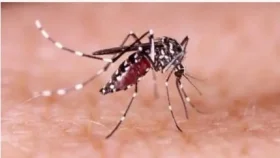 ৬৪ জেলায় ছড়িয়েছে ডেঙ্গু, আগস্টে বাড়ছে সংক্রমণ
