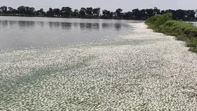 লোডশেডিংয়ে অক্সিজেন সংকট মারাগেল ১৫ কোটি টাকার মাছ