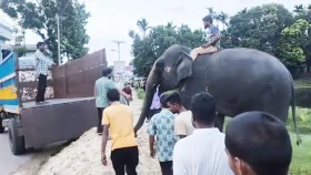 শর্ত ভঙ্গ করায় সাফারি পার্কে ফিরছে দুই হাতি
