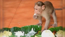 যে ভুড়িভোজে অতিথি থাকে শুধু বানরেরা