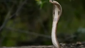 সাপের জরিপ কেন করা হয়?