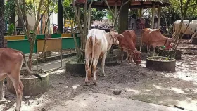 কালিয়াকৈরে চোরাই ৫ গরু উদ্ধার, বাবা-মেয়েসহ আটক ৩
