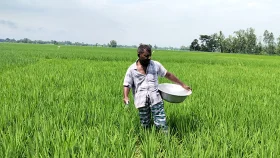 সার-ওষুধের দাম চড়া, আমনে লাভ নিয়ে শঙ্কায় কৃষক