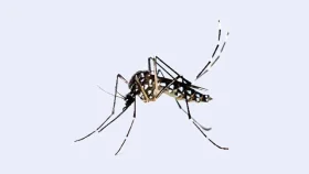 ডেঙ্গুতে ৪ শিশুর মৃত্যু, হাসপাতালে ভর্তি ১২৫২