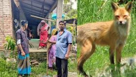 কালিয়াকৈরে শিয়ালের কামড়ে আহত ২৫