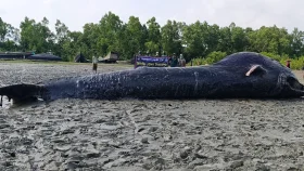 সাগর থেকে উপকূলে ভেসে এসেছে ৩২ ফুটের মৃত তিমি