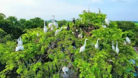 এক গাছে বিভিন্ন পাখির শান্তির সংসার