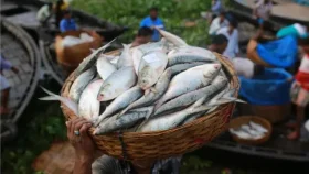 নদীর নাব্যতা ও জলবায়ু পরিবর্তনে কমছে রুপালি ইলিশ