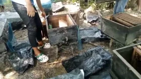 ২৮০ মৌ-বাক্স পুকুরে ফেলে দেওয়ার অভিযোগ, নিঃস্ব মৌচাষি