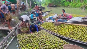 জিআই স্বীকৃতির পর সম্ভাবনা বাড়ছে বরিশালের আমড়ার
