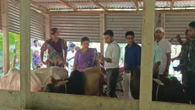 ভারতীয় গরু সন্দেহে চেয়ারম্যান প্রার্থীর খামারে অভিযান, মেলেনি প্রমাণ
